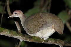 Great Tinamou