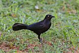 Greater Antillean Grackleborder=