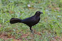 Greater Antillean Grackle