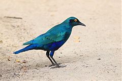 Greater Blue-eared Starling