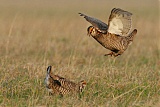 Greater Prairie-Chickenborder=