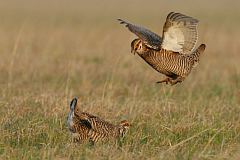 Greater Prairie-Chicken