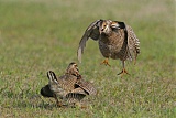 Greater Prairie-Chickenborder=