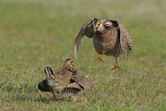 Greater Prairie-Chicken