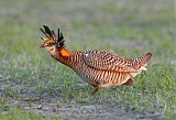 Greater Prairie-Chickenborder=