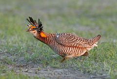 Greater Prairie-Chicken