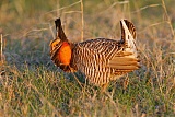 Greater Prairie-Chickenborder=