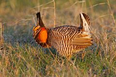 Greater Prairie-Chicken