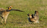 Greater Prairie-Chicken