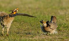 Greater Prairie-Chicken