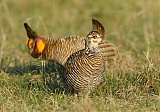 Greater Prairie-Chicken