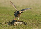 Greater Prairie-Chicken