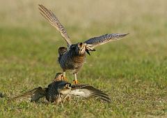 Greater Prairie-Chicken