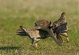 Greater Prairie-Chickenborder=