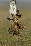 Greater Prairie-Chickenborder=