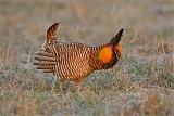 Greater Prairie-Chickenborder=