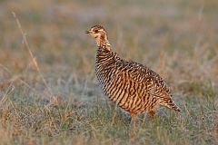 Greater Prairie-Chicken