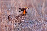 Greater Prairie-Chicken