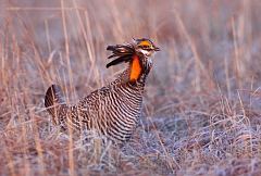 Greater Prairie-Chicken