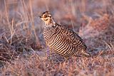 Greater Prairie-Chickenborder=