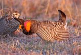 Greater Prairie-Chicken