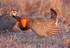 Greater Prairie-Chicken