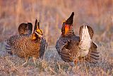 Greater Prairie-Chickenborder=