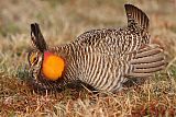 Greater Prairie-Chicken