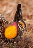 Greater Prairie-Chickenborder=