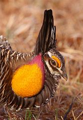 Greater Prairie-Chicken