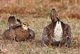 Greater Prairie-Chicken