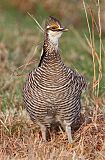 Greater Prairie-Chicken