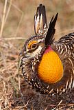 Greater Prairie-Chickenborder=