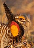 Greater Prairie-Chickenborder=