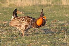 Greater Prairie-Chicken