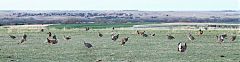 Greater Prairie-Chicken