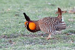 Greater Prairie-Chicken
