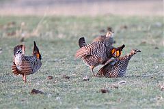 Greater Prairie-Chicken