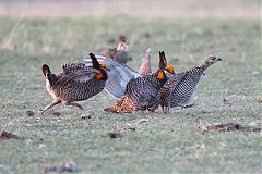 Greater Prairie-Chicken