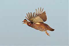 Greater Prairie-Chicken