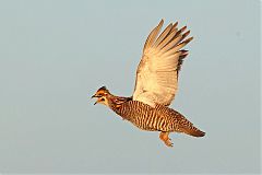 Greater Prairie-Chicken