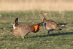 Greater Prairie-Chicken