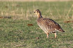Greater Prairie-Chicken