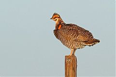 Greater Prairie-Chicken