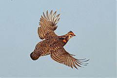 Greater Prairie-Chicken