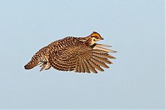 Greater Prairie-Chicken