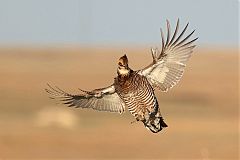Greater Prairie-Chicken