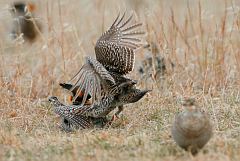 Greater Prairie-Chicken