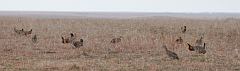 Greater Prairie-Chicken