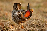 Greater Prairie-Chickenborder=